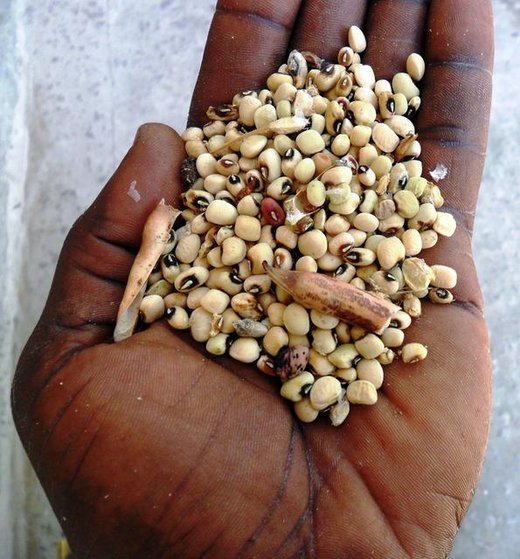 Beans crop