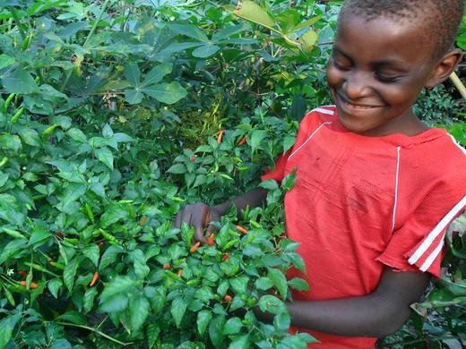 Gardening project for orphaned boys